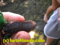 /home//u458753944/public_html/sourcegallery/////////////Insects and small critters/slugs snails leaches (Gastropoda and Annelida)/DSCN8378.JPG